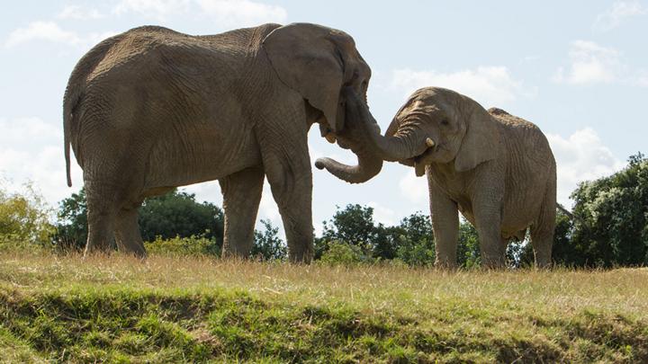 Bluey and Bingo at Howletts Wild Animal Park in Kent
