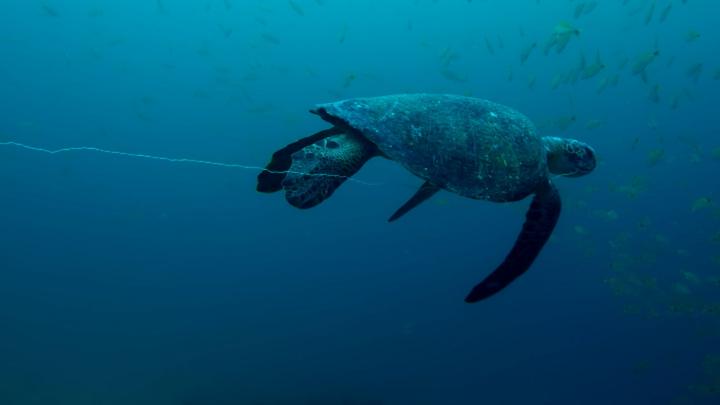 Turtle Hooked On Your Fishing Line? Here's What To Do