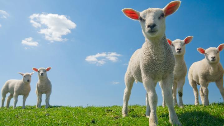 Quiz: Spring Animals - CBBC - BBC