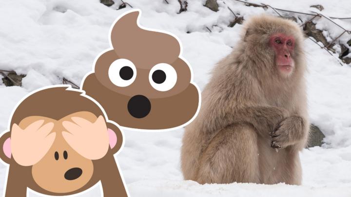 Quiz: How much do you know about animal poo? - CBBC - BBC