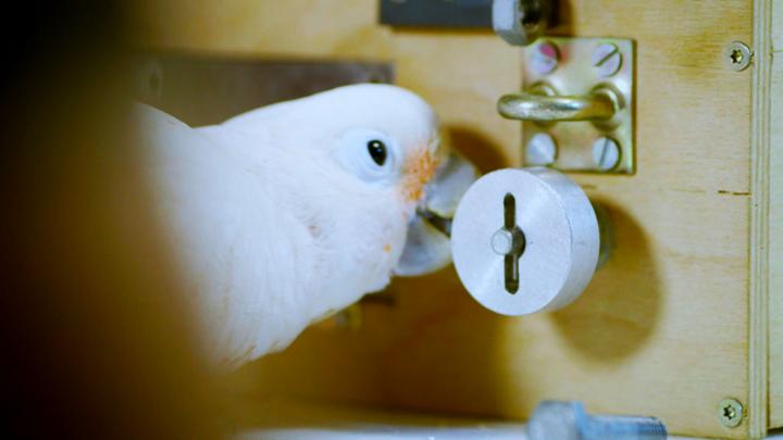 Genius Parrot Picks Lock Cbbc Bbc