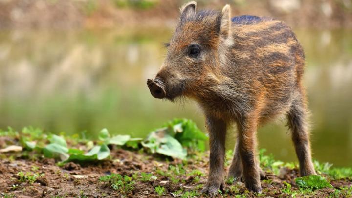 Super cute wild boar babies - CBBC - BBC