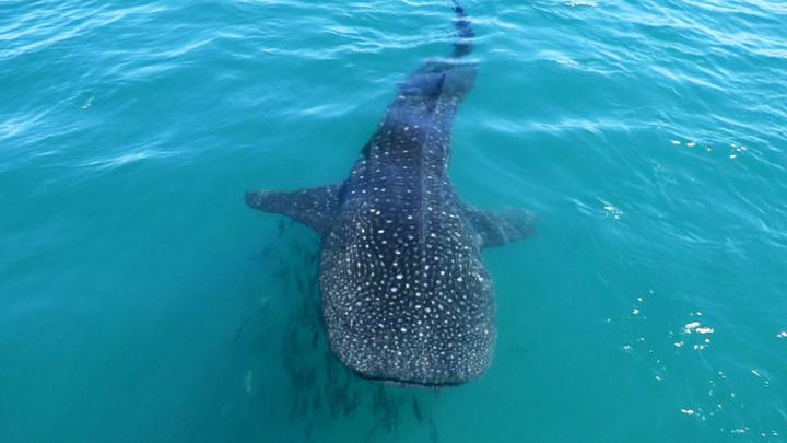 Whale Shark - CBBC - BBC