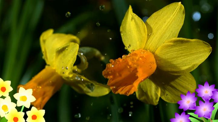 April Showers Poem CBeebies BBC