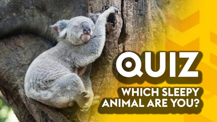 World Sleep Day: Which animal are you? - Own It - BBC