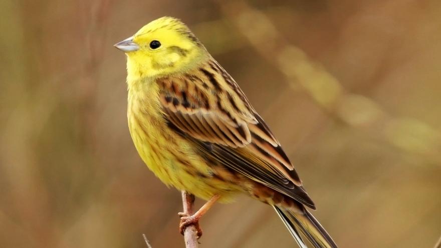 10 birds that you can spot this winter cbbc bbc