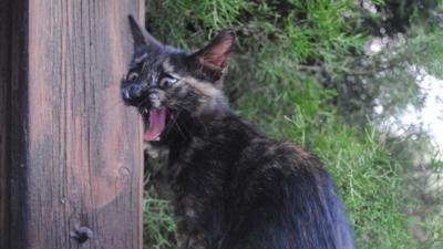 What Type Of Cat Breed Do I Have Quiz What Type Of Cat Breed Do I Have Quiz