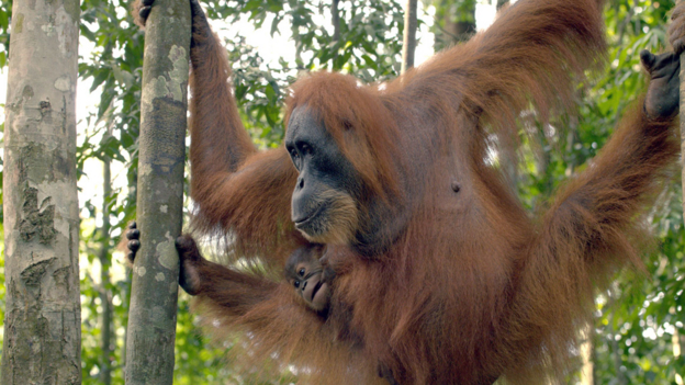 BBC - Never-before-seen footage of orangutan birth in Refugees Of The ...