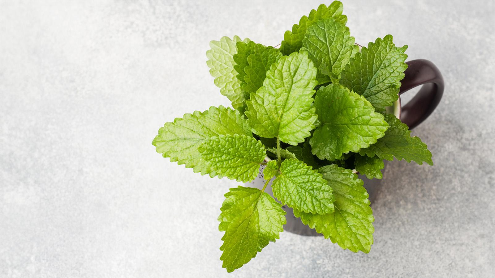 Marjoram recipes BBC Food