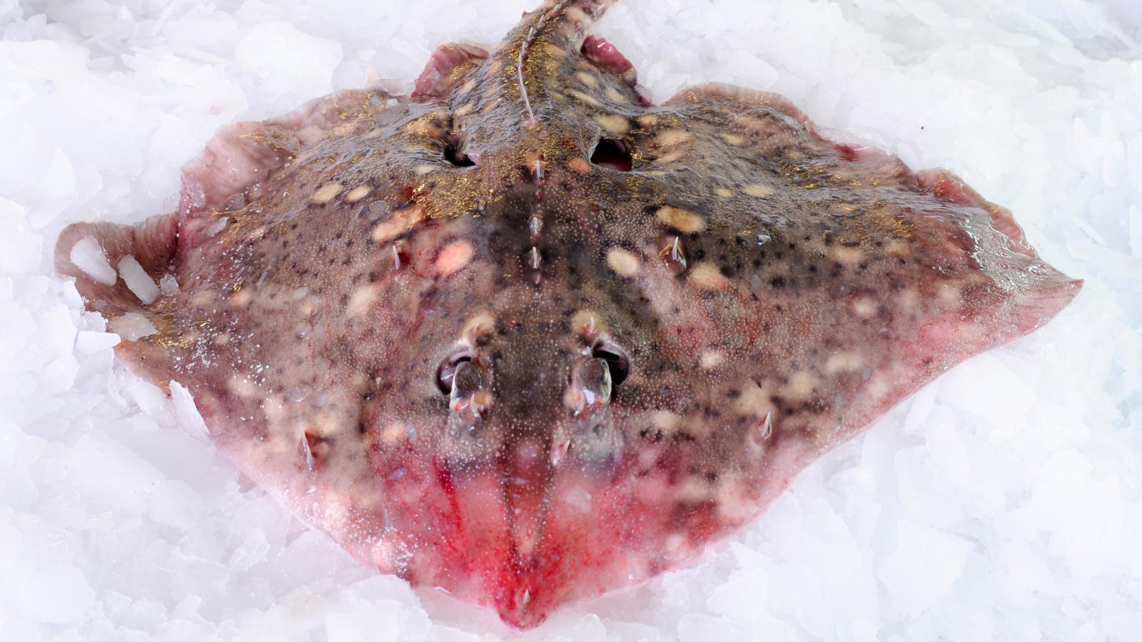 Turbot recipes - BBC Food