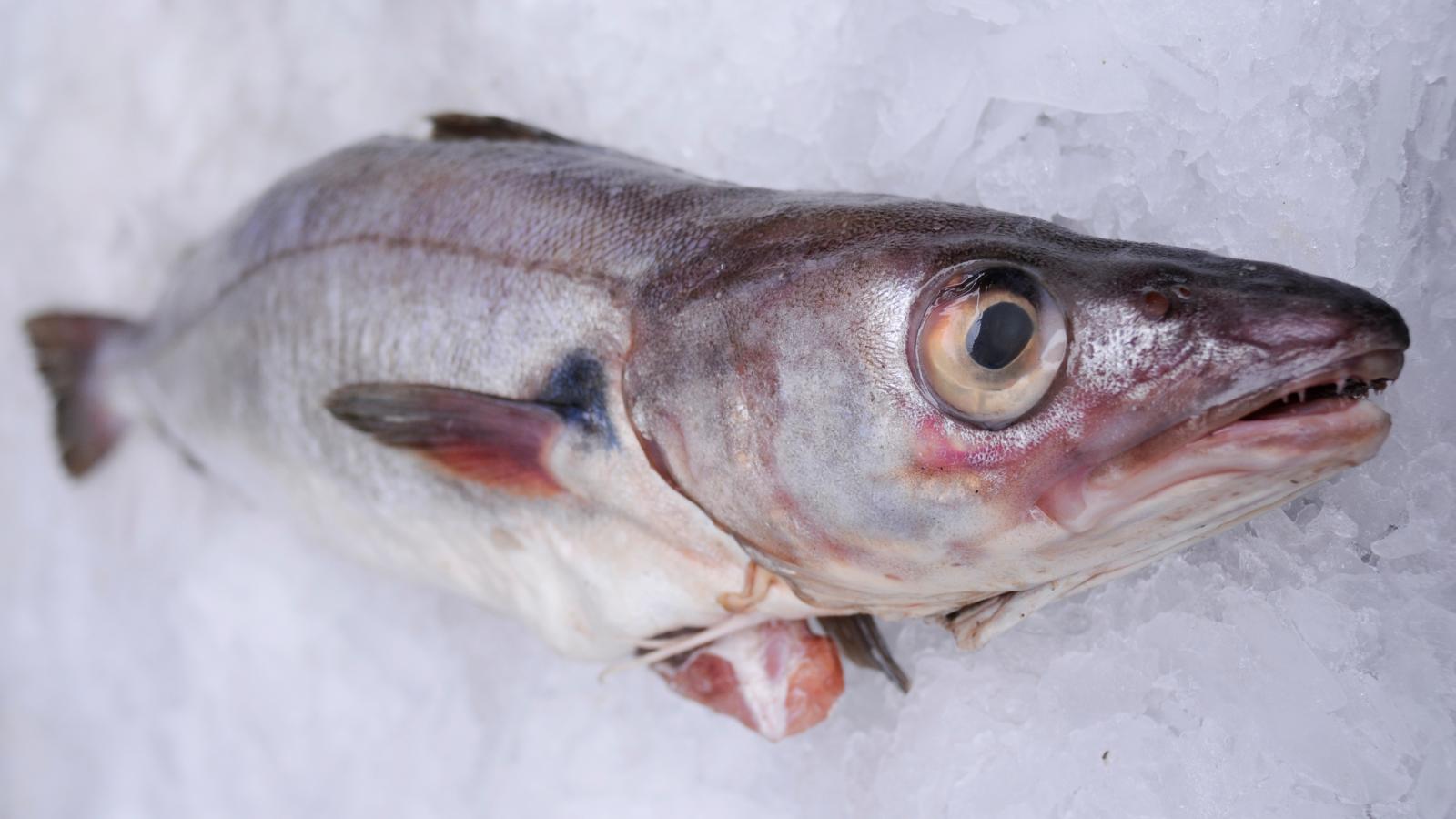 Hake recipes BBC Food