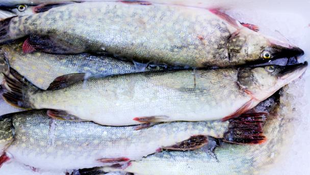 Marlin recipes - BBC Food