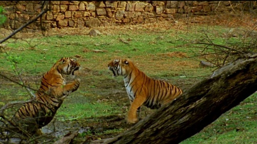 BBC Two - Natural World, 2012-2013, Queen of Tigers, Tiger fight