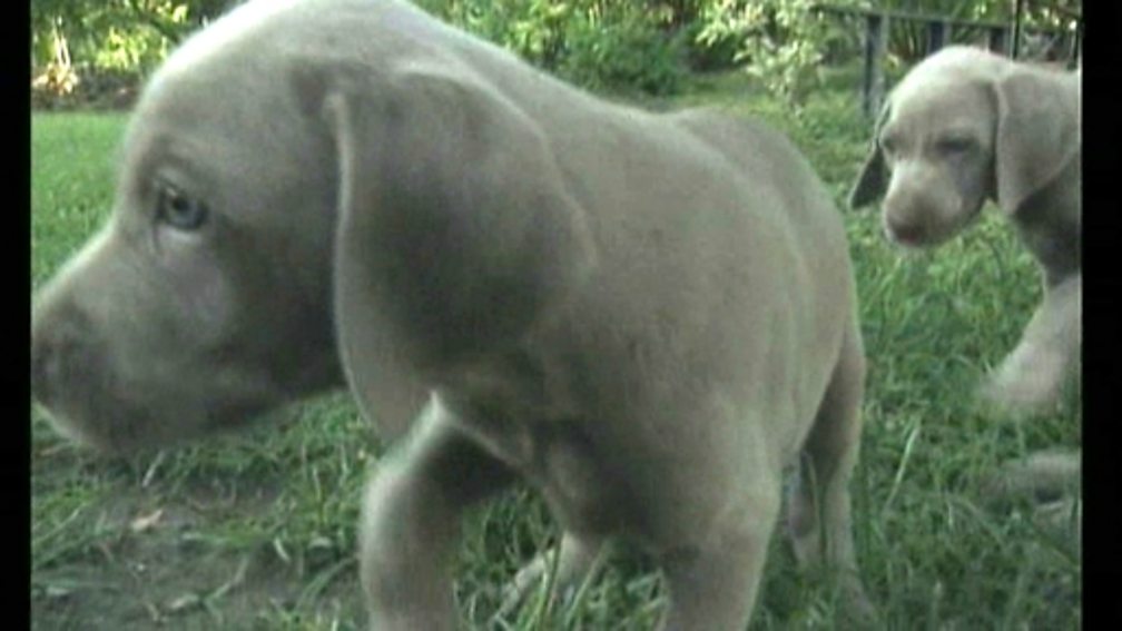 BBC Two KS1 Science Clips, Health and Growth, Do baby animals look