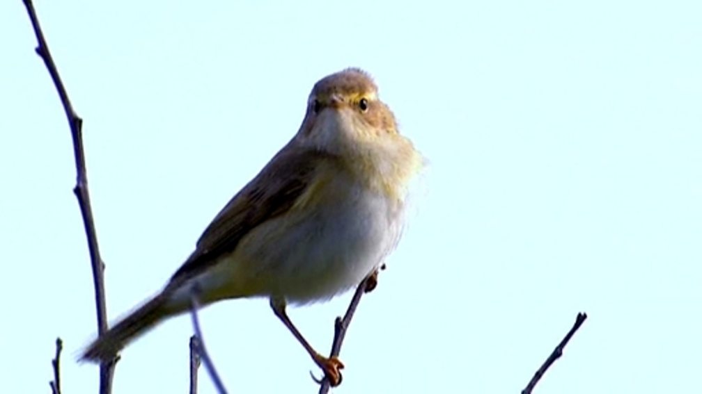 BBC Two Science Clips Investigates Plants And Animals In Local 