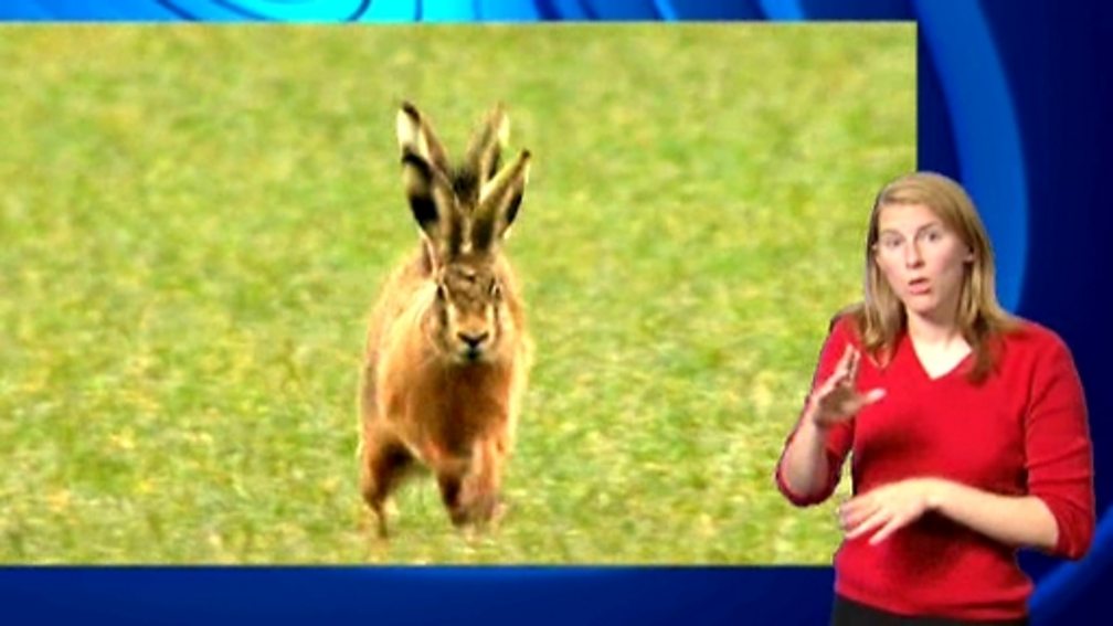 BBC Two Science Clips Investigates Plants And Animals In Local 