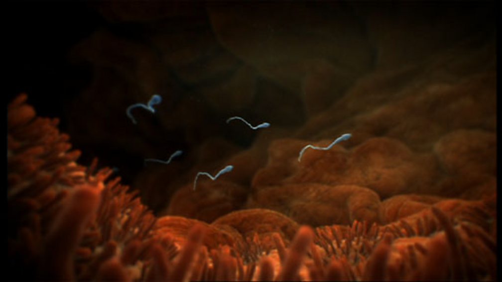 BBC Two - Inside the Human Body - Learning Zone, Human fertilisation