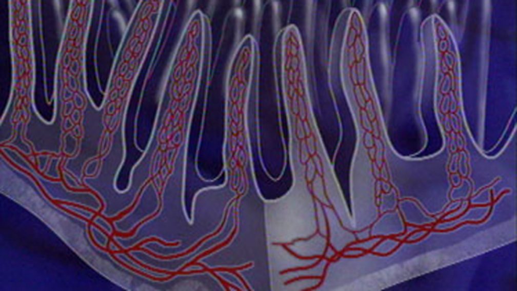 BBC Two Bitesize Biology, The digestive system