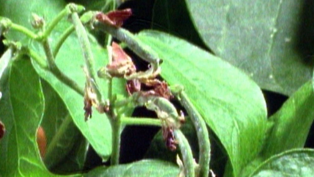 BBC Two Science Clips, Life Cycles, Seed dispersal