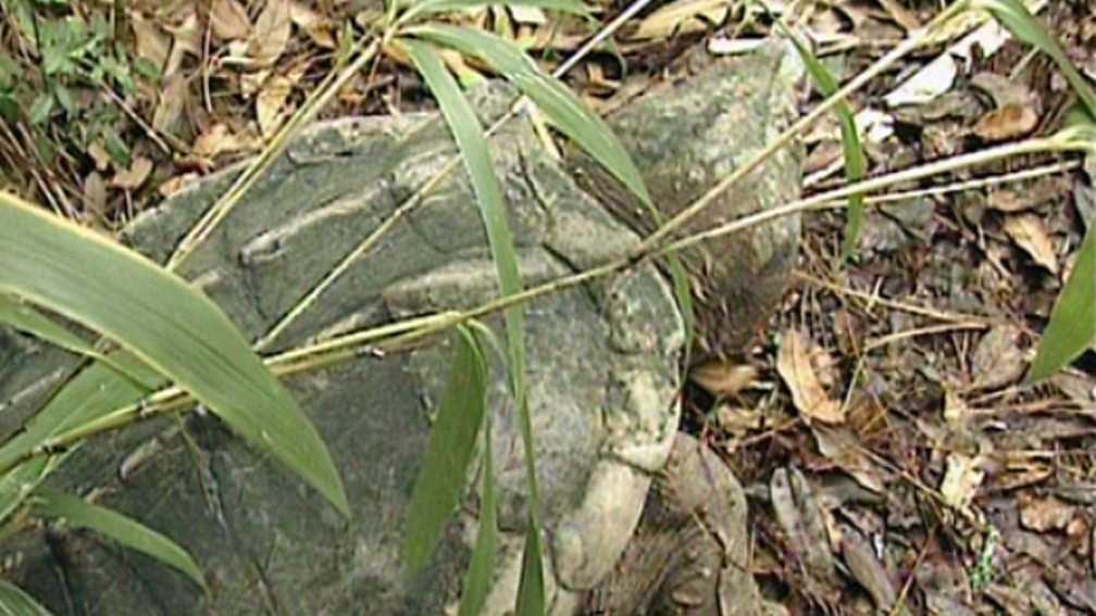 BBC Two KS1 Science Clips, Ourselves, The five senses