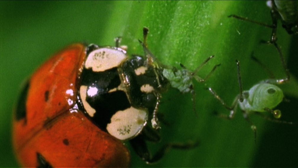 Insect Worlds - 1. Them and Us - BBC iPlayer