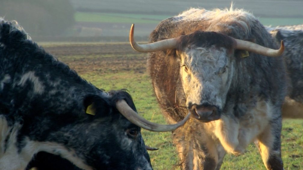 BBC Two Hairy Bikers' Best of British, Series 2, Beef, Layered beef