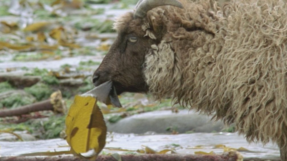 BBC Two Hairy Bikers' Best of British, Series 2, Sheep, Lamb kofta curry