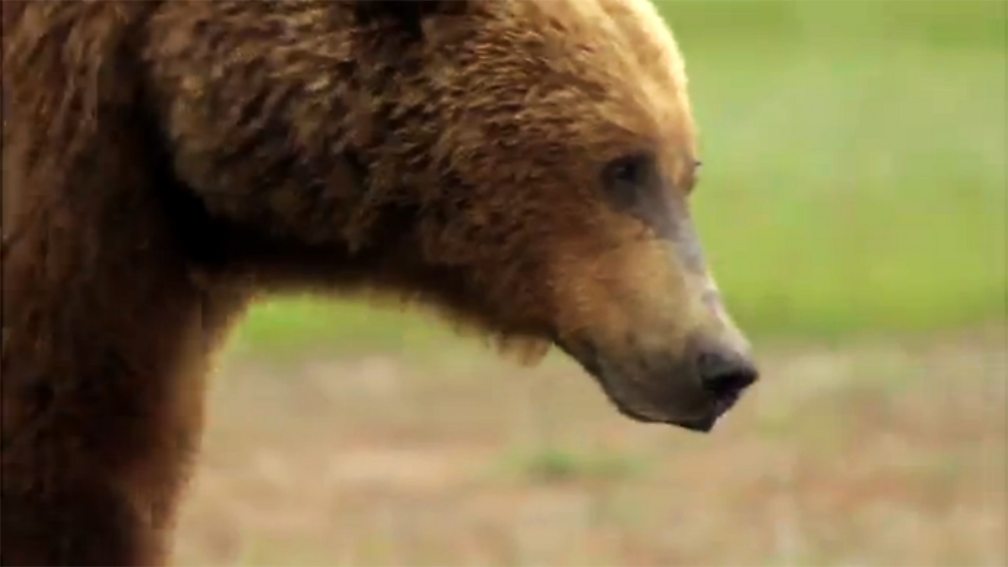 BBC One - Great Bear Stakeout, Episode 1