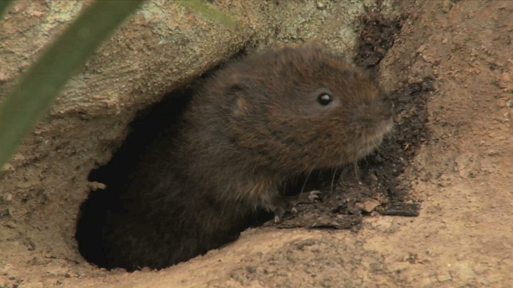 BBC Two The Burrowers Animals Underground