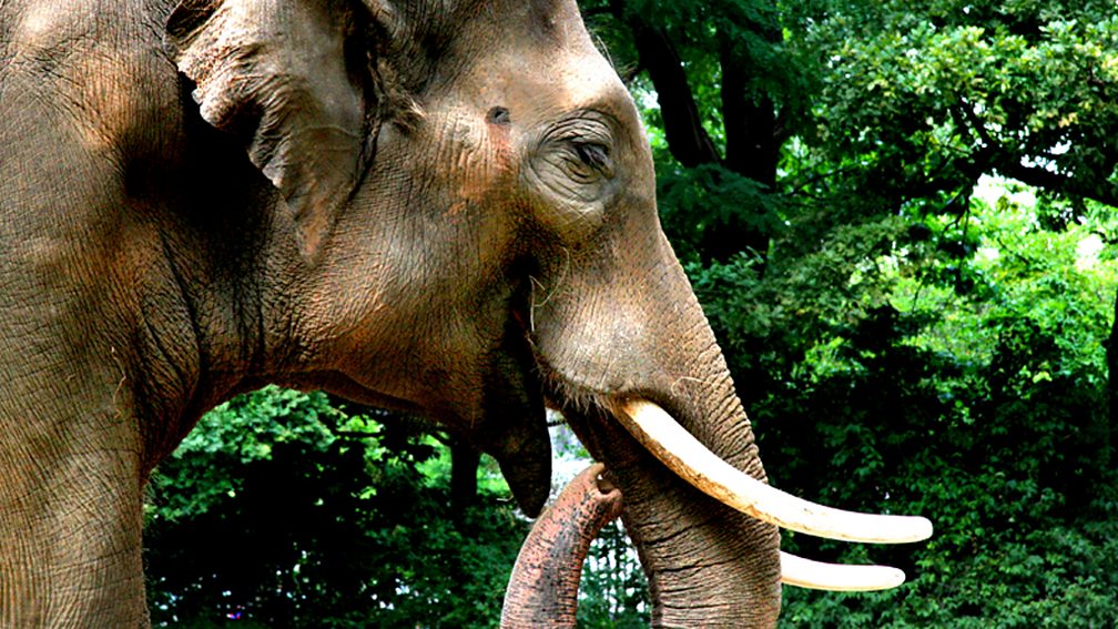 BBC Two KS1 Science Clips, Ourselves, The five senses