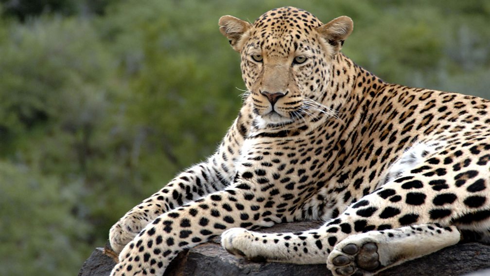 BBC Two - Natural World, 2009-2010, The Secret Leopards, Black panthers