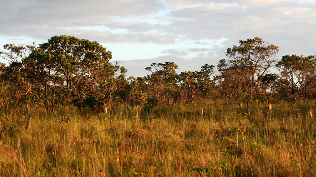 BBC Tropical and subtropical grasslands, savannas, and shrublands
