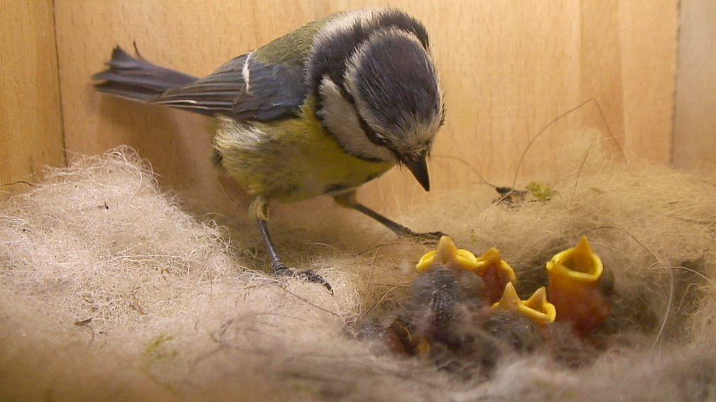 BBC Two - Springwatch, 2012, Episode 1, First footage of a mole in its ...