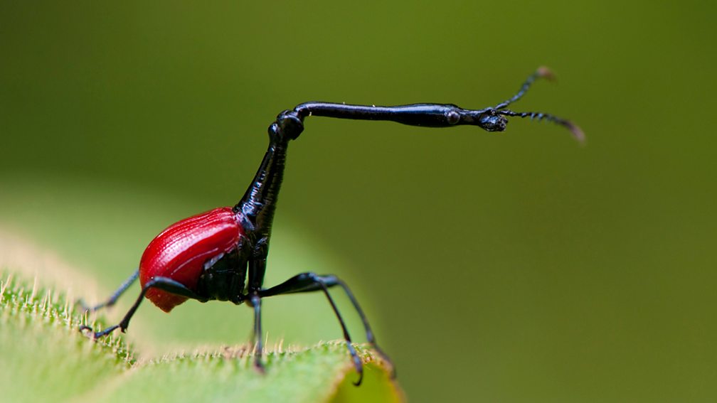 BBC Four - Insect Worlds, Insect Worlds, The life of blister beetles