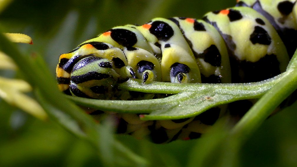 BBC Two Wonders of Nature, Caterpillar to Butterfly Change, How caterpillars change into