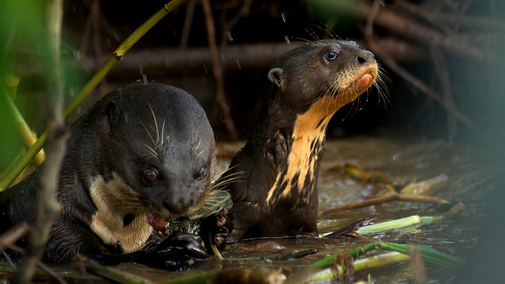 BBC Two - Wild Brazil, Facing the Flood, In pictures: Episode 2 - Baby ...