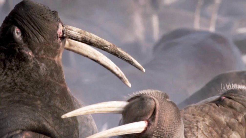 BBC Four Secrets of Bones