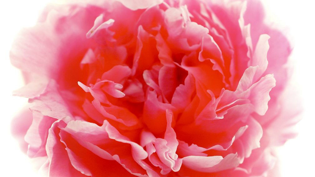 BBC Two - RHS Chelsea Flower Show, Garden 12: Positively Stoke on Trent