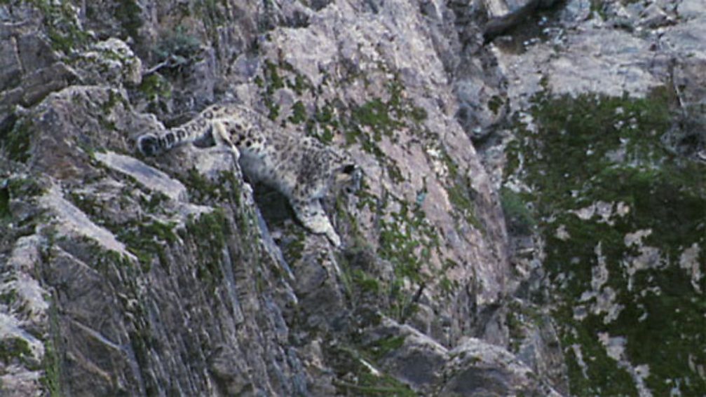 BBC One Earth, Mountains, Snow leopard hunt