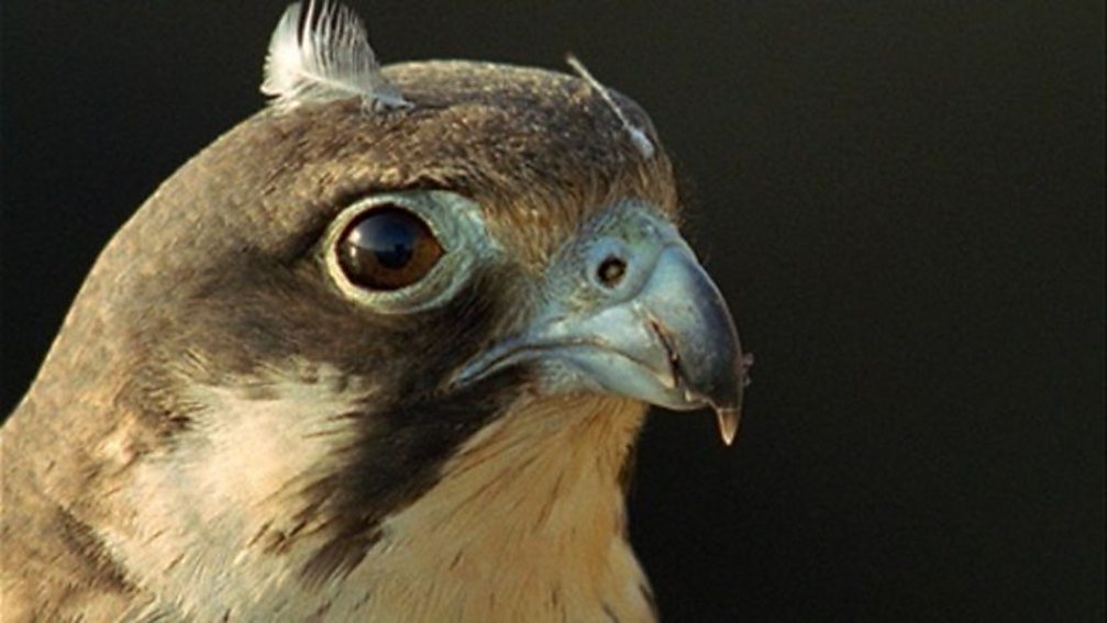 BBC Two Wild Africa, Coasts, Treeclimbing fish