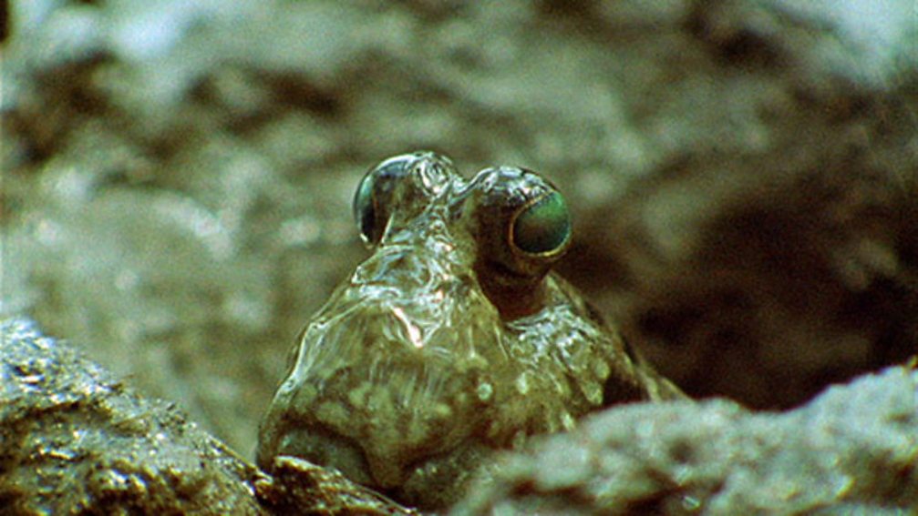 BBC Two Wild Africa, Coasts, Treeclimbing fish