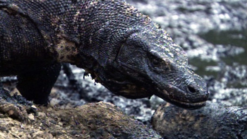 BBC One - Life, Reptiles and Amphibians, Bouncing toads