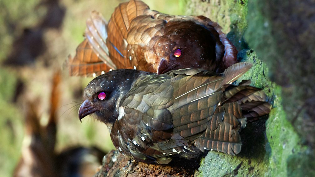 BBC Radio 4 - Tweet of the Day, Oilbird, Tweet of the Day: World Birds ...