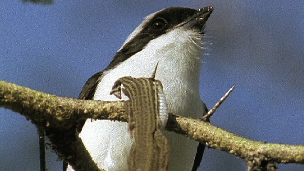 BBC Four The Life of Birds, MeatEaters, Carnivorous parrots