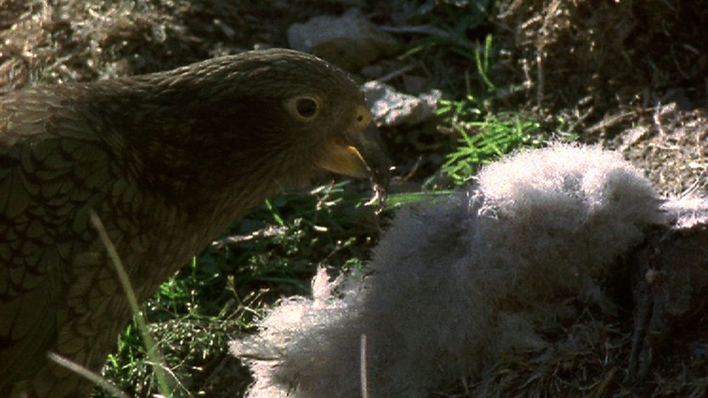 BBC Four The Life of Birds, MeatEaters, Carnivorous parrots