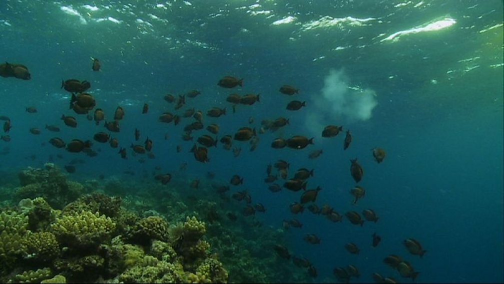 BBC Two - Great Barrier Reef, Nature's Miracle, Coral turf wars