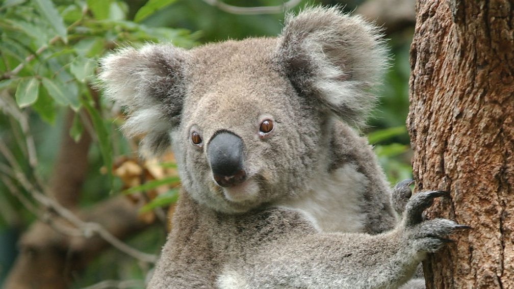 BBC Radio 5 Live - In Short, Paw protection: Why koalas need your mittens