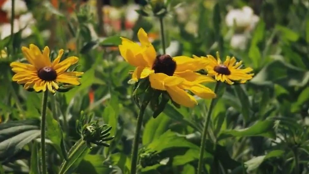 BBC Two The Big Allotment Challenge   P02hfn43 