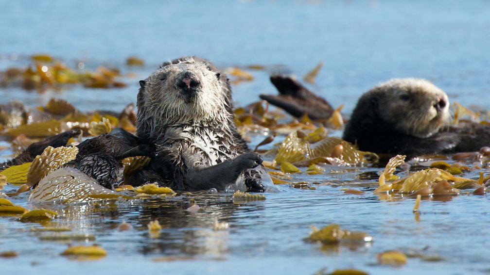 BBC One - Super Cute Animals - Sea otter