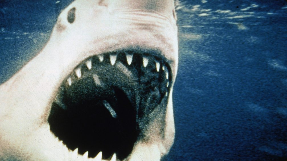 BBC Radio 4 - Natural Histories, Sharks - What made Jaws such an ...